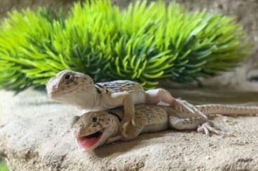 Lizards kaufen und verkaufen Photo: Crotaphytus Collaris (Halsbandleguan) Lizards kaufen und verkaufen Photo: Crotaphytus Collaris (Halsbandleguan)