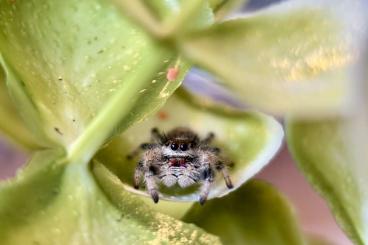 Spinnen und Skorpione kaufen und verkaufen Foto: Springspinnen phidippus regius Bahamas Spinnen und Skorpione kaufen und verkaufen Foto: Springspinnen phidippus regius Bahamas