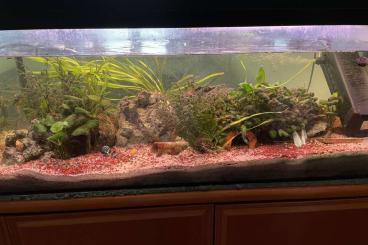 tanks kaufen und verkaufen Photo: Komplettes Aquarium (160 l) mit Technik und Besatz