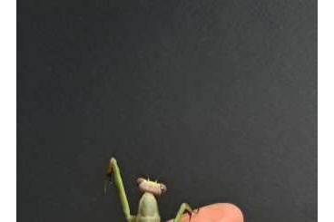 Insects kaufen und verkaufen Photo: Stagmatoptera supplicaria ooth // Mantis