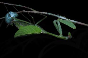 Insekten kaufen und verkaufen Foto: Macromantis hyalina L2 shipping EU