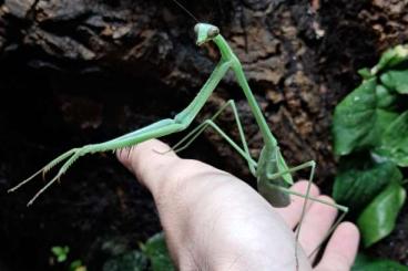 Insekten kaufen und verkaufen Foto: Phasmomantella sp Vietnam presub breeding group Insekten kaufen und verkaufen Foto: Phasmomantella sp Vietnam presub breeding group
