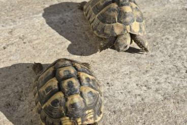 Tortoises kaufen und verkaufen Photo: Griechische Landschildkröte