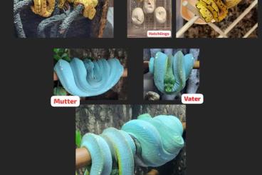Pythons kaufen und verkaufen Foto: Morelia viridis Jungtiere Pythons kaufen und verkaufen Foto: Morelia viridis Jungtiere