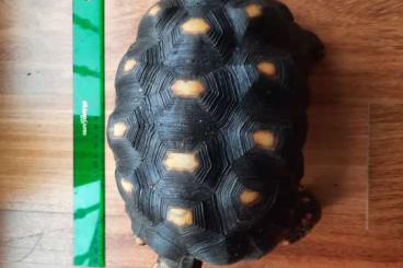 Tortoises kaufen und verkaufen Photo: Looking for male geochelone carbonaria Tortoises kaufen und verkaufen Photo: Looking for male geochelone carbonaria