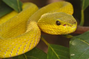 Schlangen kaufen und verkaufen Foto: Trimeresurus Insularis Yellow Schlangen kaufen und verkaufen Foto: Trimeresurus Insularis Yellow