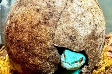 Giftschlangen kaufen und verkaufen Foto: Trimeresurus Insularis male Giftschlangen kaufen und verkaufen Foto: Trimeresurus Insularis male