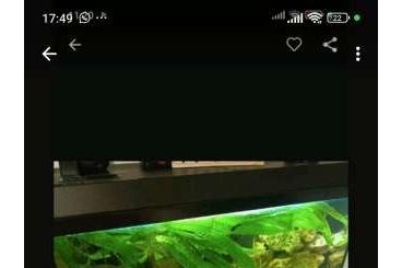 tanks kaufen und verkaufen Photo: Aquarium mit Besatz und deko