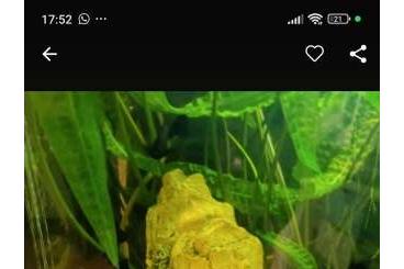 tanks kaufen und verkaufen Photo: Aquarien mit Besatz und deko 