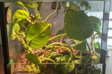 Scorpions kaufen und verkaufen Photo: Verkaufe vollständiges Terrarium mit Tier Heterometrus Silenus