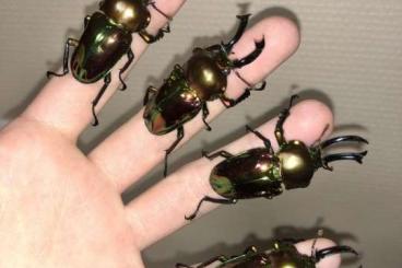 Insekten kaufen und verkaufen Foto: Diverse Insekten abzugeben + Zuchtmaterial