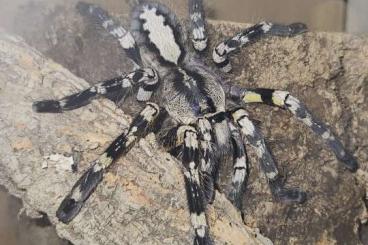 - bird spiders kaufen und verkaufen Photo: Verkaufe verschiedene vogelspinnen 