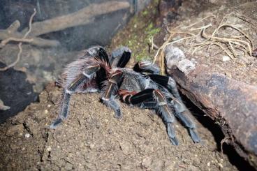 Vogelspinnen kaufen und verkaufen Foto: Verkaufe verschiedene vogelspinnen 