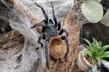- bird spiders kaufen und verkaufen Photo: Habe verschiedene vogelspinnen zur abgabe - bird spiders kaufen und verkaufen Photo: Habe verschiedene vogelspinnen zur abgabe
