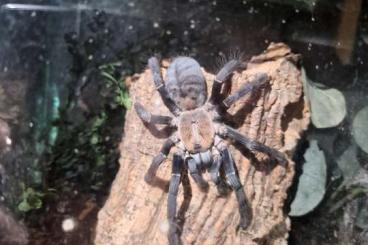 Spiders and Scorpions kaufen und verkaufen Photo: Verschiedene vogelspinnen zur abgabe Spiders and Scorpions kaufen und verkaufen Photo: Verschiedene vogelspinnen zur abgabe