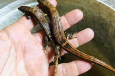 Geckos kaufen und verkaufen Foto: Gekko prapradoa import for sale Geckos kaufen und verkaufen Foto: Gekko prapradoa import for sale
