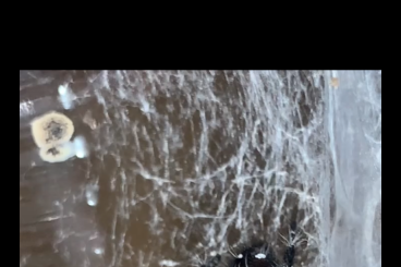 echte Webspinnen kaufen und verkaufen Foto: Phidippus regius Bahamas F1!!! echte Webspinnen kaufen und verkaufen Foto: Phidippus regius Bahamas F1!!!