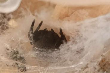 other spiders kaufen und verkaufen Photo: velvet Spider an liebevollen Händen abzugeben other spiders kaufen und verkaufen Photo: velvet Spider an liebevollen Händen abzugeben