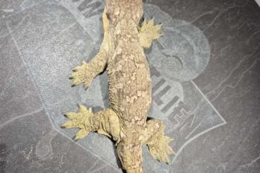 Lizards kaufen und verkaufen Photo: Rhacodactylus leachianus 4 lokalformen