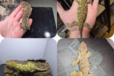 Lizards kaufen und verkaufen Photo: Tausche / Verkaufe Rhacodactylus leachianus Lizards kaufen und verkaufen Photo: Tausche / Verkaufe Rhacodactylus leachianus