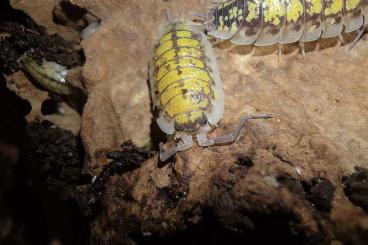 Krebstiere terrestrisch  kaufen und verkaufen Photo: ISOPODS // POSSIBLE HAMM // SHIPPING EU