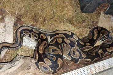 Ball Pythons kaufen und verkaufen Photo: Mojave Banana und Wildfarben Ball Pythons kaufen und verkaufen Photo: Mojave Banana und Wildfarben