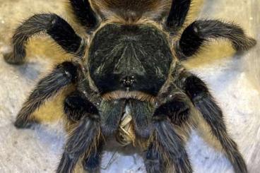 Spinnen und Skorpione kaufen und verkaufen Foto: P. rufilata, P. metallica, C. versicolor… EU SHIPPING or Prag ŽE 14.6 Spinnen und Skorpione kaufen und verkaufen Foto: P. rufilata, P. metallica, C. versicolor… EU SHIPPING or Prag ŽE 14.6