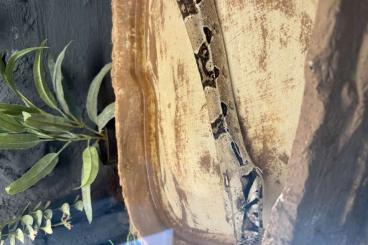 Boas kaufen und verkaufen Photo: Boa constrictor 180cm geb.04/20 in gute Hände abzugeben Boas kaufen und verkaufen Photo: Boa constrictor 180cm geb.04/20 in gute Hände abzugeben