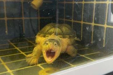 Turtles and Tortoises kaufen und verkaufen Photo: Claudius angustatus……………’´ Turtles and Tortoises kaufen und verkaufen Photo: Claudius angustatus……………’´