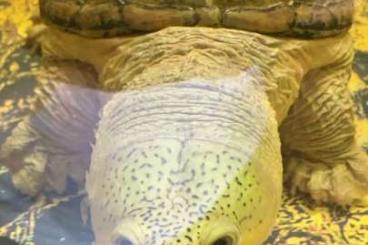 Schildkröten kaufen und verkaufen Foto: A Claudius angustatus for sale Schildkröten kaufen und verkaufen Foto: A Claudius angustatus for sale