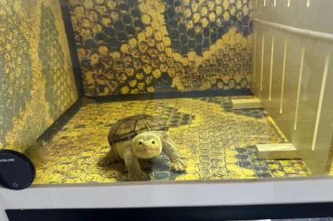 Schildkröten kaufen und verkaufen Foto: Exchange Claudius angustatus Schildkröten kaufen und verkaufen Foto: Exchange Claudius angustatus