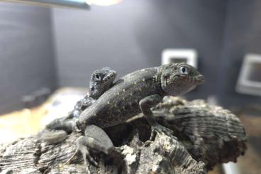 andere Echsen kaufen und verkaufen Foto: Wanted - Pristurus Carteri andere Echsen kaufen und verkaufen Foto: Wanted - Pristurus Carteri