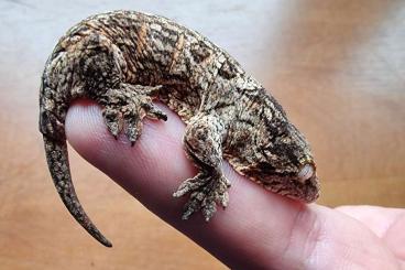 Monitor lizards kaufen und verkaufen Photo: #treemonitor #varanusprasinusgroup Monitor lizards kaufen und verkaufen Photo: #treemonitor #varanusprasinusgroup