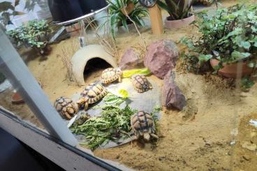 Tortoises kaufen und verkaufen Photo: Ägyptische Landschildkröten Tortoises kaufen und verkaufen Photo: Ägyptische Landschildkröten