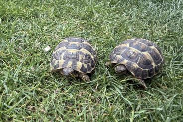 Tortoises kaufen und verkaufen Photo: Testudo hermanni Griechische Landschildkröten Tortoises kaufen und verkaufen Photo: Testudo hermanni Griechische Landschildkröten