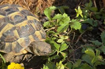 Tortoises kaufen und verkaufen Photo: Testudo hermanni 2 griechische Landschildkröten NZ 2024 Tortoises kaufen und verkaufen Photo: Testudo hermanni 2 griechische Landschildkröten NZ 2024