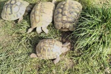 Landschildkröten kaufen und verkaufen Foto: Biete harmonierende boettgeri Gruppe 1.3/ 0.0.5 T. marginata/ 0.0.4 T. Landschildkröten kaufen und verkaufen Foto: Biete harmonierende boettgeri Gruppe 1.3/ 0.0.5 T. marginata/ 0.0.4 T.