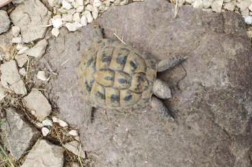 Landschildkröten kaufen und verkaufen Foto: Biete harmonierende boettgeri Gruppe 1.3/ 0.0.5 T. marginata/ 0.0.4 T. Landschildkröten kaufen und verkaufen Foto: Biete harmonierende boettgeri Gruppe 1.3/ 0.0.5 T. marginata/ 0.0.4 T.