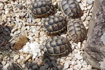 Tortoises kaufen und verkaufen Photo: Biete 5 Testudo marginata Nachzuchten von 23 Tortoises kaufen und verkaufen Photo: Biete 5 Testudo marginata Nachzuchten von 23