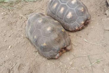 Tortoises kaufen und verkaufen Photo: Biete 0.2 Geochelone Carbonaria Köhler Schildkröten Tortoises kaufen und verkaufen Photo: Biete 0.2 Geochelone Carbonaria Köhler Schildkröten