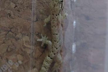 Geckos kaufen und verkaufen Photo: Jungferngeckos und Bahama Anolis abzugeben. Geckos kaufen und verkaufen Photo: Jungferngeckos und Bahama Anolis abzugeben.