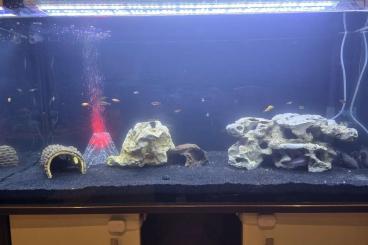 tanks kaufen und verkaufen Photo: Aquarium Komplett 200L axolotl tanks kaufen und verkaufen Photo: Aquarium Komplett 200L axolotl