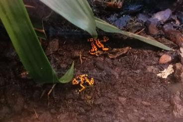 Poison dart frogs kaufen und verkaufen Photo: Dentroben leukumelias Puerto ayacucho Poison dart frogs kaufen und verkaufen Photo: Dentroben leukumelias Puerto ayacucho