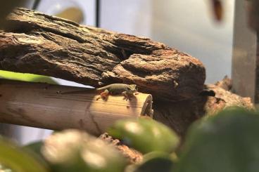 Geckos kaufen und verkaufen Photo: Lygodactylus williamsi DNZ Geckos kaufen und verkaufen Photo: Lygodactylus williamsi DNZ
