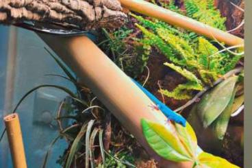Geckos kaufen und verkaufen Foto: Lygodactylus williamsi DNZ Geckos kaufen und verkaufen Foto: Lygodactylus williamsi DNZ