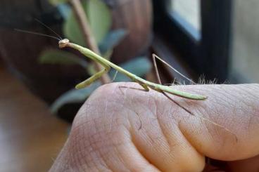 Insekten kaufen und verkaufen Foto: Parablepharis, Phasmomantella
