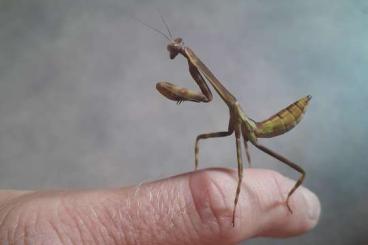 Insekten kaufen und verkaufen Foto: Stagmatoptera supplicaria Insekten kaufen und verkaufen Foto: Stagmatoptera supplicaria