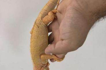 Lizards kaufen und verkaufen Photo: Red albino iguana, C.sulcata, Ch.calyptratus