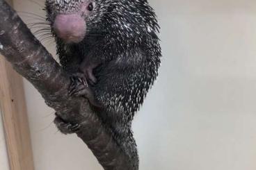 Exotische Säuger kaufen und verkaufen Foto: Opossum, Sloth, Coendou…..