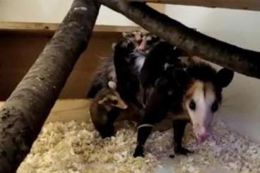 Exotic mammals kaufen und verkaufen Photo: 3,3 Opossum (Didelphis marsupialis)…